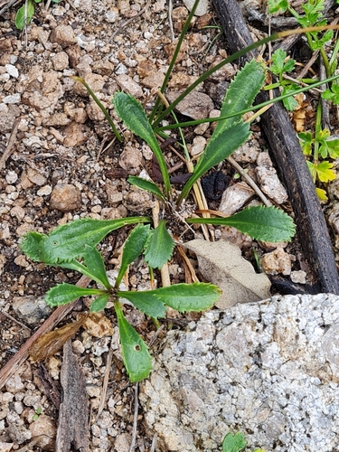 Image of Lepidium banksii by no rights reserved