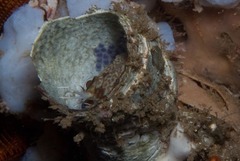 Chalaroderma ocellata