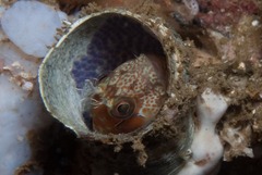 Chalaroderma ocellata