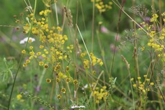 Bupleurum multinerve