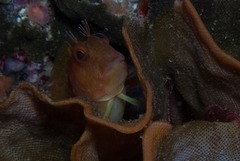 Chalaroderma ocellata