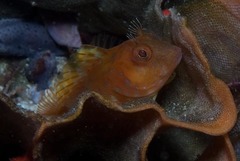 Chalaroderma ocellata