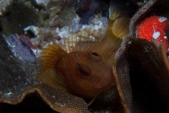 Chalaroderma ocellata