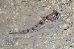 Periophthalmus chrysospilos