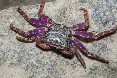 Metopograpsus