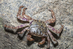 Metopograpsus