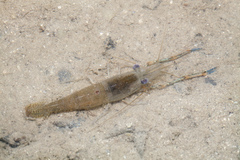Macrobrachium lantau