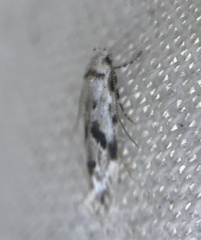 Stenolechiodes pseudogemmellus