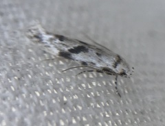 Stenolechiodes pseudogemmellus