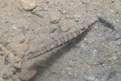 Sphyraenidae