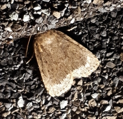 Amphipyra glabella