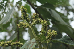 Varronia cylindrostachya