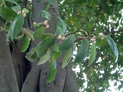 Ficus superba