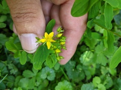 Hypericum tetrapterum