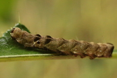Melanchra persicariae