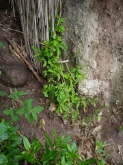 Rorippa divaricata