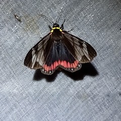 Dysschema leucophaea