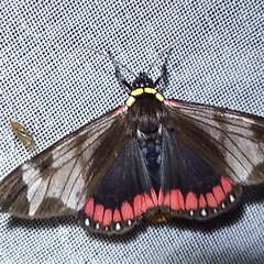 Dysschema leucophaea