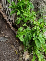 Rorippa divaricata