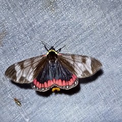 Dysschema leucophaea