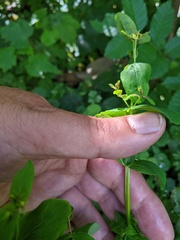 Hypericum tetrapterum