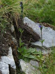Veronica bellidioides