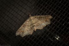 Philogethes metableta