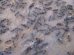 Plectroctena mandibularis