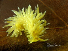 Spurilla neapolitana