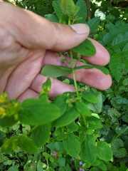 Hypericum tetrapterum