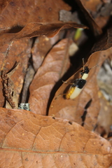 Chauliognathus blanchardi
