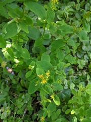 Hypericum tetrapterum