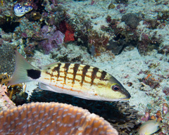 Lutjanus decussatus