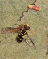 Xanthogramma pedissequum