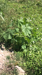 Abutilon theophrasti