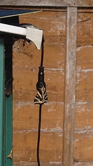 Euplagia quadripunctaria