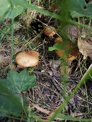 Suillus granulatus