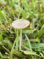 Bolbitius coprophilus