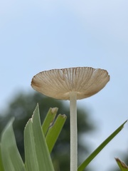 Bolbitius coprophilus