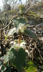 Lamium album