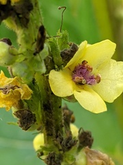 Verbascum nigrum