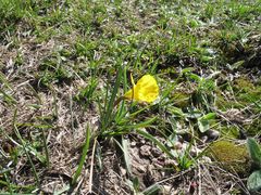Narcissus bulbocodium