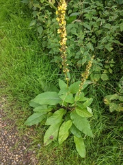 Verbascum nigrum