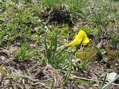 Narcissus bulbocodium