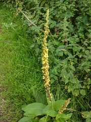 Verbascum nigrum