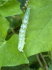 Abrostola tripartita