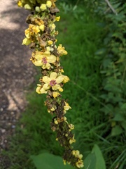 Verbascum nigrum