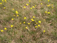 Narcissus bulbocodium