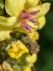 Verbascum nigrum