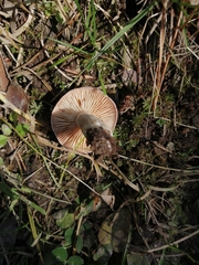 Fungi